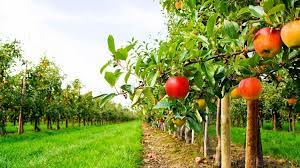 Corso sulla gestione dell'orto e del frutteto biodiverso