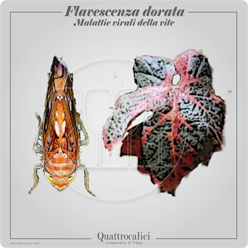 Misure fitosanitarie d'emergenza per il contrasto di Grapevine Flavescence dorée phytoplasma